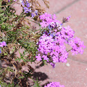 Moss Phlox