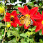 Painted Lady