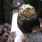 Common Stinkhorn