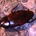 American Cockroach