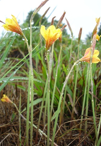 [Rainlillies after the hurricane[4].jpg]
