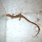 Long-Tailed Salamander