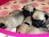 Vendo Hermosos Cachorros Pug