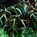 Forked Fern