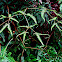 Forked Fern