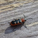Asparagus Beetle