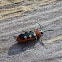 Asparagus Beetle