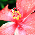 Chinese Hibiscus (大紅花、朱槿、扶桑)