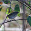 Female Spotted Pardalote 