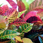 variegated croton