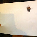 Big Orb Spider
