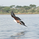 African Fish Eagle