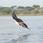 African Fish Eagle
