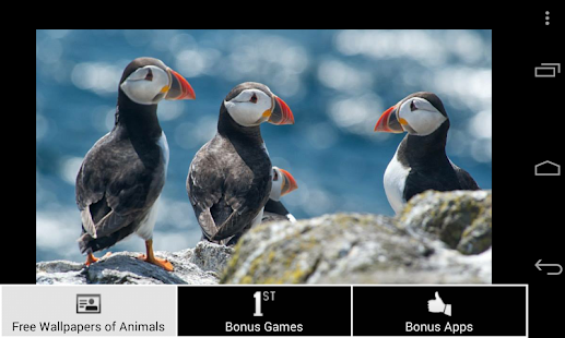 How to install Free Wallpapers of Animals HD patch 1.2 apk for laptop