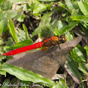 Red Dragonfly
