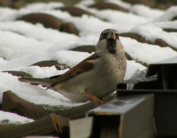 Spotting Image 1