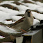 House sparrow