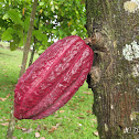 Cacao Fruit