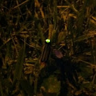 Unknown spotting