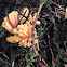 coral mushroom