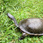 Eastern long-necked turtle