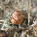 Argiope egg sac