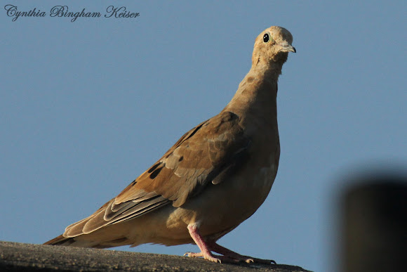 Spotting Image 1
