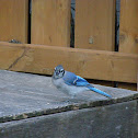 Blue Jay
