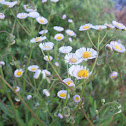 White Aster