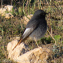 Black Redstart; Colirrojo Tizón