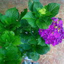Hortensia