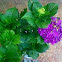 Hortensia