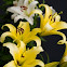 Lilly