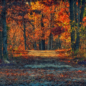 Autumn Has Arrived by Bill Tiepelman - Nature Up Close Trees & Bushes ( orange, change, driveway, wentzville, vibrant, road, leaves, landscape, woods, spring, rural, missouri, seasons, autumn, new melle, color, foliage, fall, path, trees )
