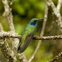 Hummingbird