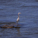 great blue heron
