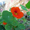 Nasturtium