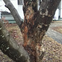 Crab apple tree