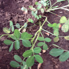 Peanat  plant