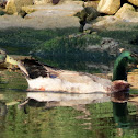 Mallard, males