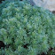 Artemisia