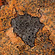 Map Lichen