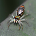 Jumping Spider