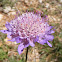 Escabiosa