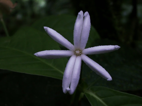 Spotting Image 1