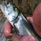 Ladyfish