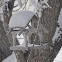 Black-Capped Chickadee