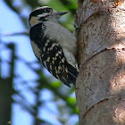 Female Downy Woodpecker