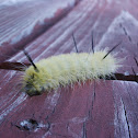 American Dagger Moth Caterpillar