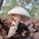 Destroying angel